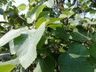 Live Plant Image