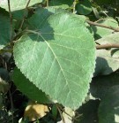 Live Plant Image