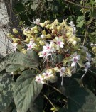 Live Plant Image