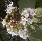 Live Plant Image