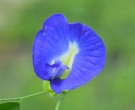 Live Plant Image