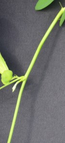 Live Plant Image