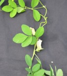 Live Plant Image
