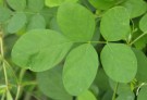 Live Plant Image