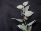 Live Plant Image