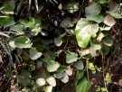 Live Plant Image