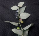 Live Plant Image