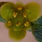 Live Plant Image