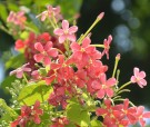 Live Plant Image