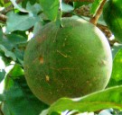 Live Plant Image