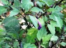 Live Plant Image
