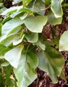 Live Plant Image