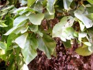 Live Plant Image