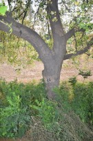 Live Plant Image