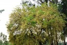 Live Plant Image