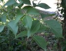 Live Plant Image