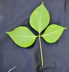 Live Plant Image