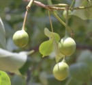 Live Plant Image