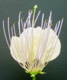 Live Plant Image
