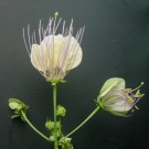 Live Plant Image