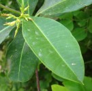 Live Plant Image