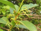 Live Plant Image