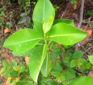 Live Plant Image