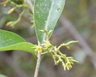 Live Plant Image