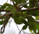 Live Plant Image