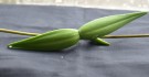 Live Plant Image