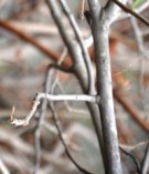 Live Plant Image