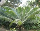 Live Plant Image