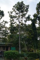 Live Plant Image