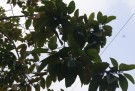 Live Plant Image