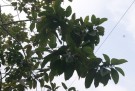 Live Plant Image