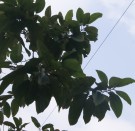 Live Plant Image