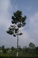 Live Plant Image