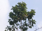 Live Plant Image