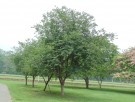 Live Plant Image
