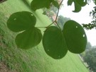 Live Plant Image