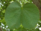 Live Plant Image