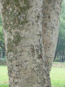 Live Plant Image