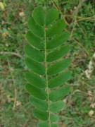 Live Plant Image