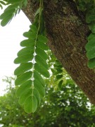Live Plant Image
