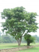 Live Plant Image