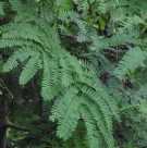 Live Plant Image
