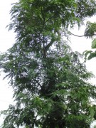 Live Plant Image