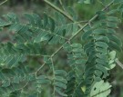 Live Plant Image