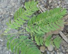 Live Plant Image