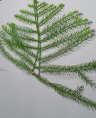 Live Plant Image